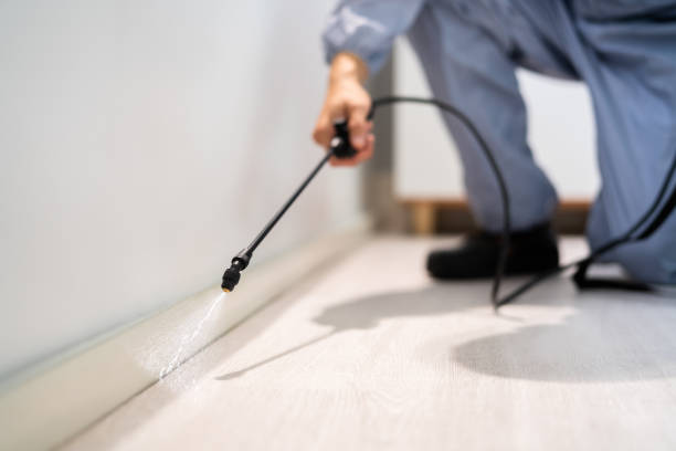 Licensed Wasp Removal service in Tarpon Springs, FL - Show Me Pest Control