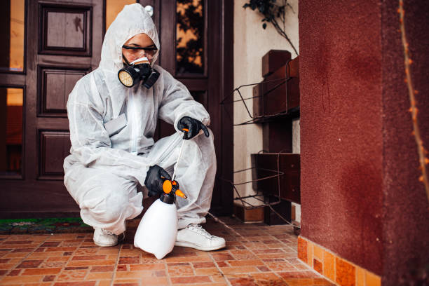 Reliable Wasp Removal contractor in Tarpon Springs, FL by Show Me Pest Control